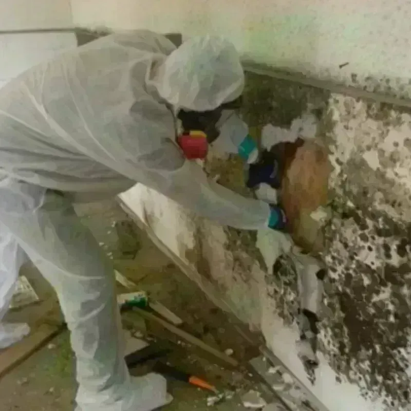 Mold Remediation and Removal in Knott County, KY